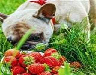 Why Do People Need To Choose Pet Care?