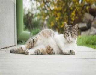 How Long Are Cats Pregnant