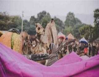 Festivals and Fairs of Rajasthan