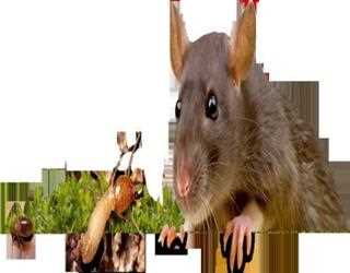 Tips and Tricks for Organic and Natural House Pest Control