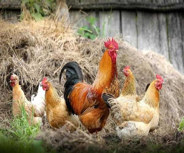 How to Start Poultry Farming Business