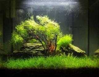 Water Plants - Java Moss