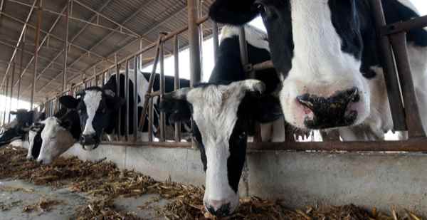 Chinese scientists clone `super cows`