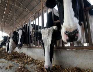 Chinese scientists clone `super cows`