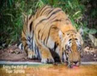 Tadoba Wildlife Safari - The Real Land Of Majestic Tigers