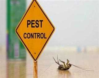 Pest Control Advice from Qualified Pest Experts