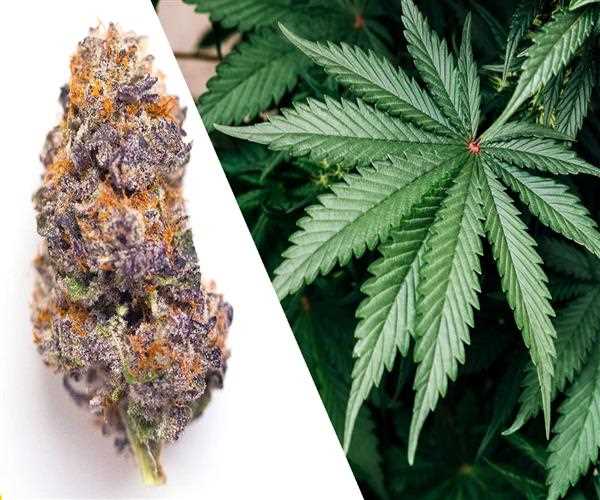 Platinum Girl Scout Cookies Strain Is Super Relaxing - Know more