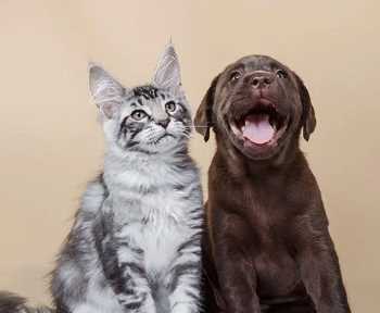 Dogs and Cats May Help Protect Against Allergies