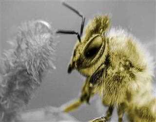 Bee Algorithm in AI: Defining the Buzz of Artificial Intelligence