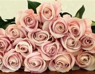 How To Become One Of The Wholesale Rose Suppliers?