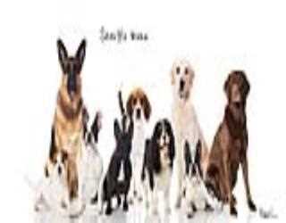 We offer good dry raw food to your pet