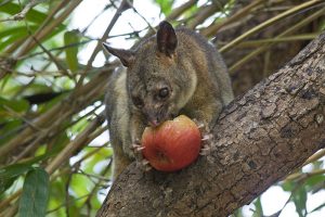 banner image of Possum Removal Melbourne Possum Removal Melbourne