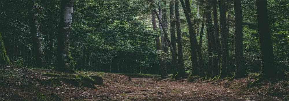 banner image of Ayat Noor