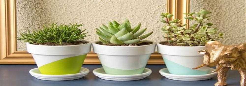 banner image of Ayushi Aggarwal