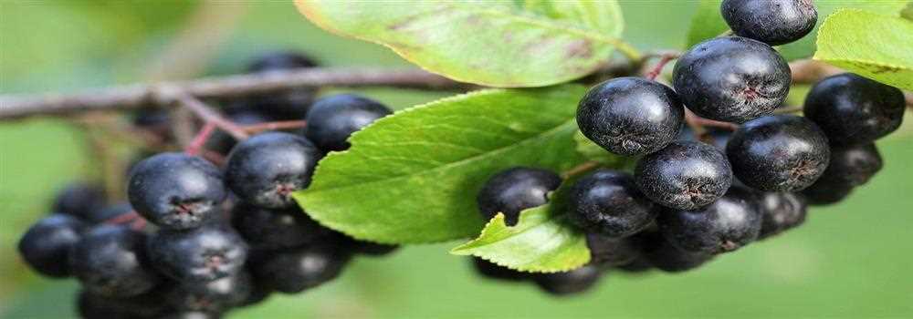 banner image of Carlos Martinez