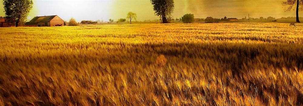 banner image of hridoy chy