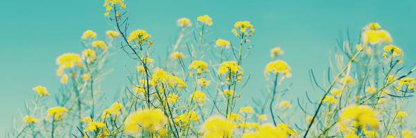 banner image of MD ALAMIN KAZI