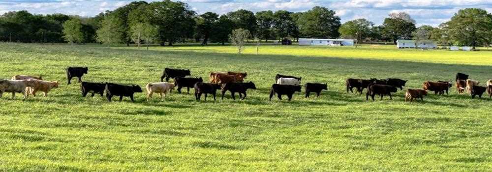 banner image of Australia's Livestock Exporters Malaysia