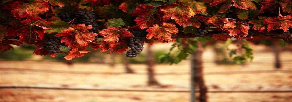 banner image of INORU INORU