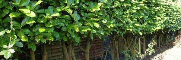banner image of Greenhills Nursery 