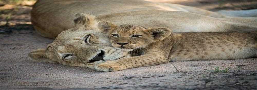 banner image of Gir Safari Booking Gir Lion Safari