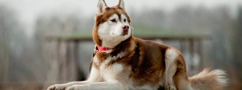 banner image of pawsome dog care