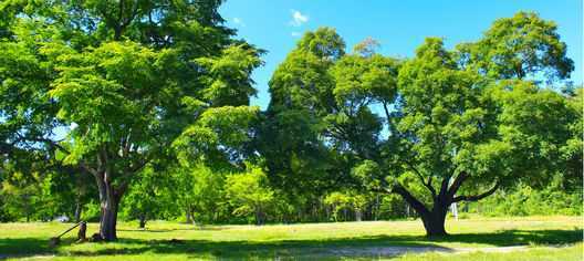 banner image of Connor Tree Service Connor