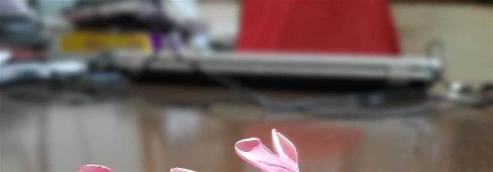 banner image of Reena Maurya