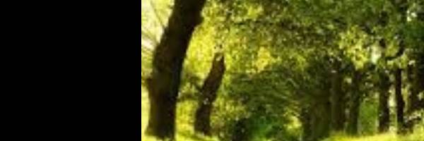 banner image of Grayson Carter