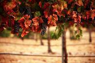 banner image of Merry Singh