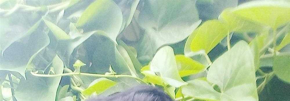 banner image of Naveen Shing