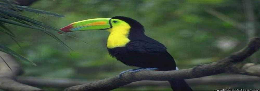 banner image of aryan singh