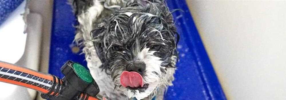 banner image of Dog Grooming Mandurah 