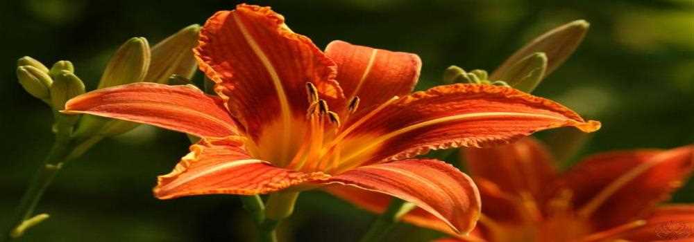 banner image of Hanah Ismail