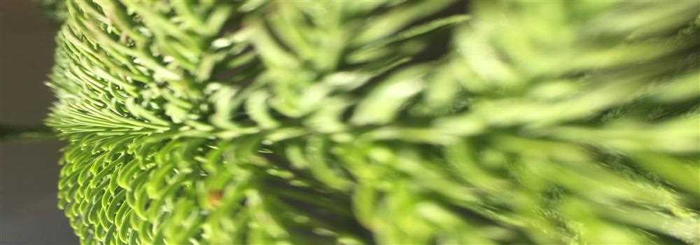 banner image of James Charlie