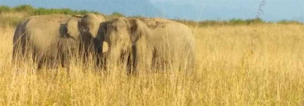 banner image of Dhikala Forest Rest House Housebooking