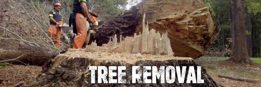 banner image of Stumps Trees