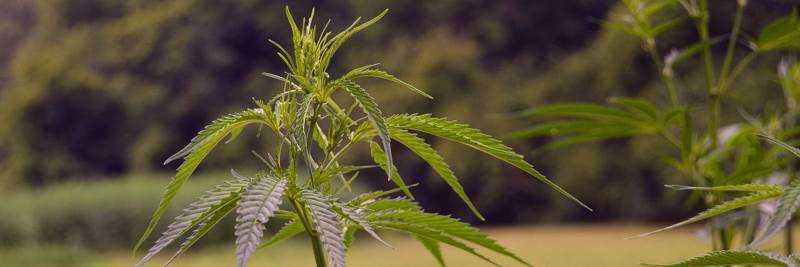 banner image of Eliott Bronson