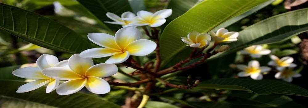 banner image of Joelo wery89