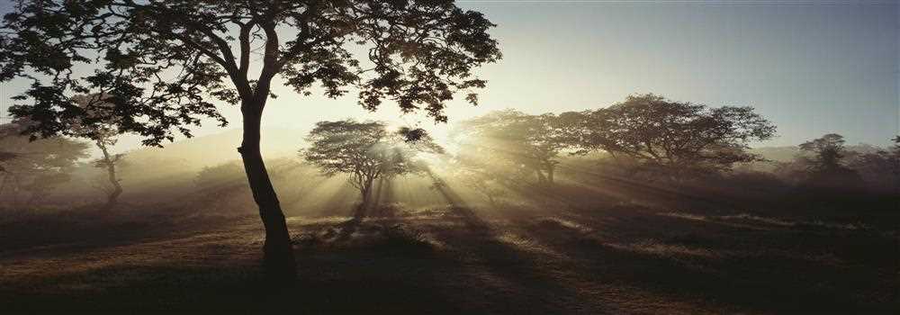 banner image of Surfy Bast