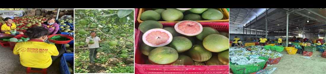 banner image of Song Nam Pomelo