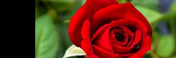 banner image of Dheeresh Kushwaha