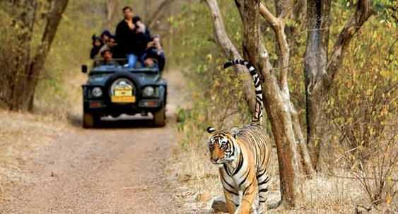 banner image of jim corbett