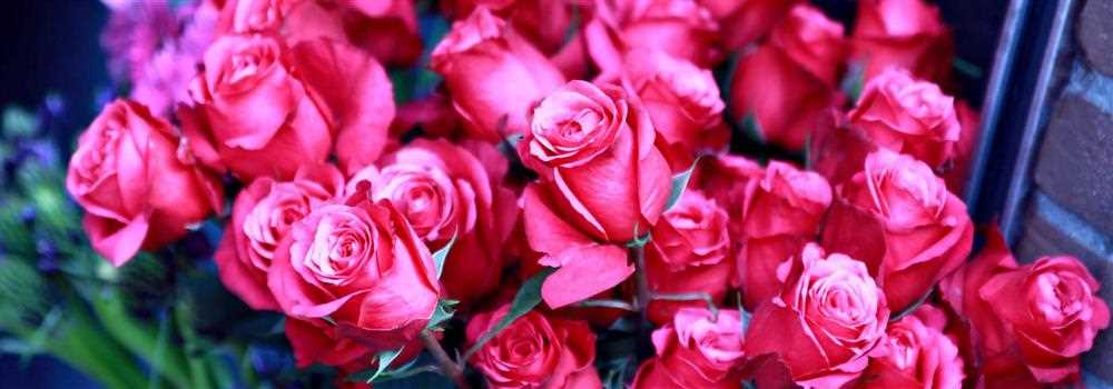 banner image of Jyoti Vedi