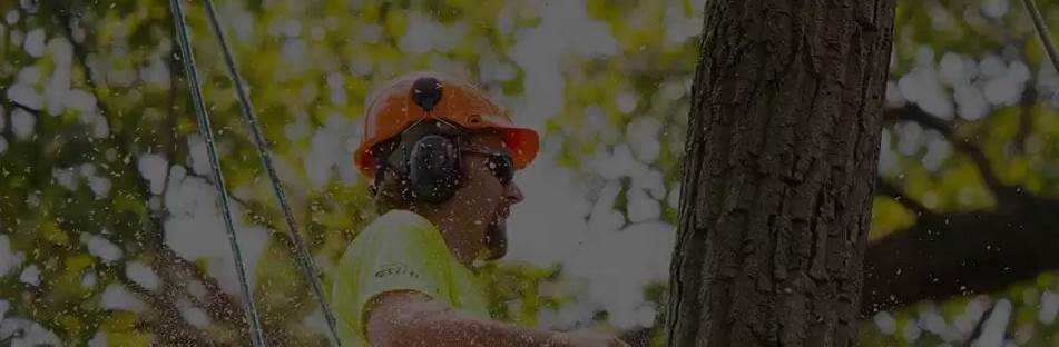 banner image of PC Tree Services Tree Removal Melbourne
