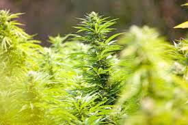 banner image of Sardar Umar