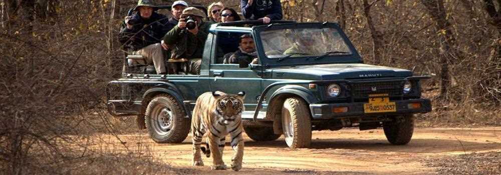 banner image of Ranthambhore National Park