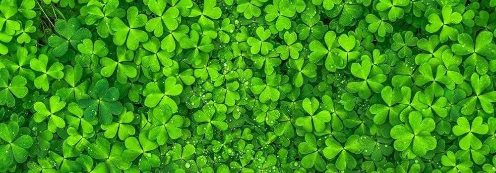 banner image of Desert Eagle Green Landscape LLC Desert Eagle Green Landscape LLC