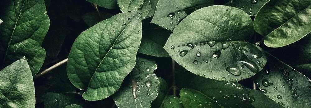 banner image of  