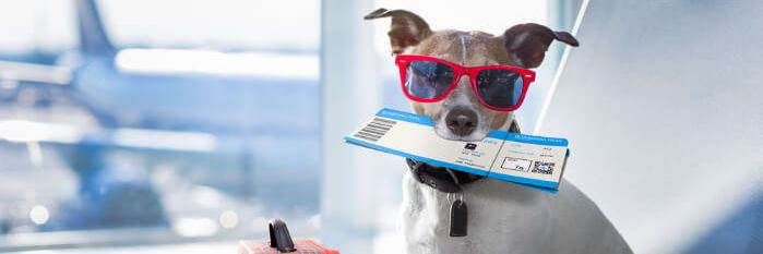 banner image of Emotional Support Animal Letter